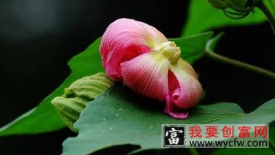 芙蓉花长斑是什么原因