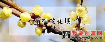 腊梅的花期