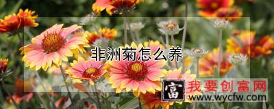 非洲菊怎么养