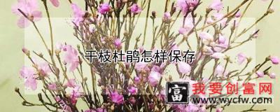 干枝杜鹃怎样保存