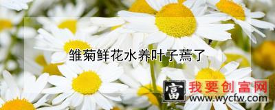 雏菊<a href=https://www.wycfw.com/kaidian/hqhh/hd/ target=_blank class=infotextkey>鲜花</a>水养叶子蔫了