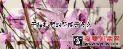 干枝杜鹃的花能开多久