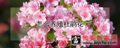 怎么养殖杜鹃花