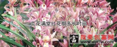 兰花满堂红花期多长时间