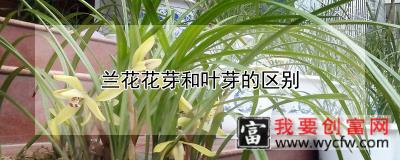 兰花花芽和叶芽的区别