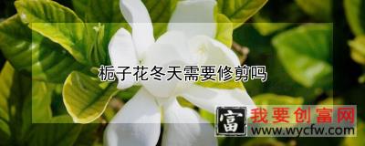 栀子花冬天需要修剪吗