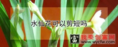 水仙花可以剪短吗