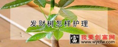 发财树怎样护理