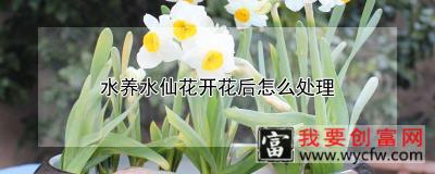 水养水仙花开花后怎么处理