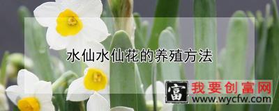 水仙水仙花的养殖方法