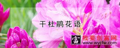 干杜鹃花语