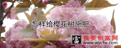 怎样给樱花树施肥