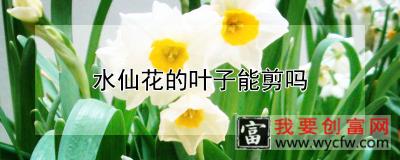 水仙花的叶子能剪吗