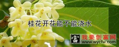 桂花开花能不能浇水