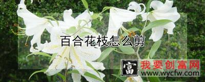 百合花枝怎么剪