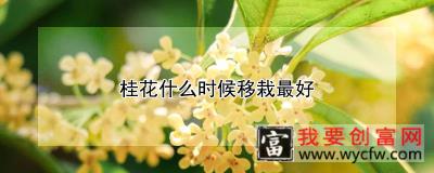 桂花什么时候移栽最好