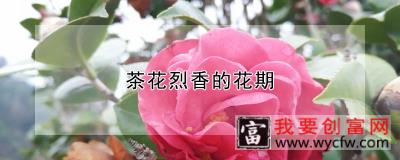 茶花烈香的花期