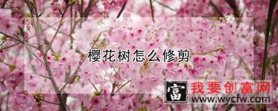 樱花树怎么修剪