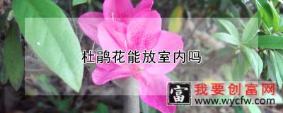 杜鹃花能放室内吗