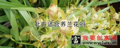 北方适合养兰花吗