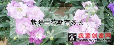 紫罗兰花期有多长