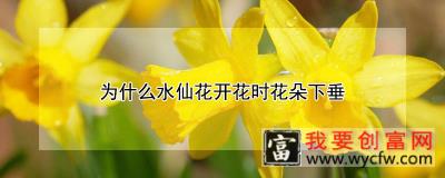 为什么水仙花开花时花朵下垂