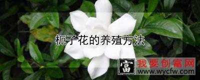 枙子花的<a href=https://www.wycfw.com/e/tags/?tagid=63 target=_blank class=infotextkey><a href=https://www.wycfw.com/yangzhi/ target=_blank class=infotextkey>养殖</a></a>方法