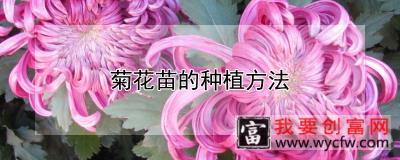 菊花苗的<a href=https://www.wycfw.com/e/tags/?tagid=232 target=_blank class=infotextkey>种植方法</a>