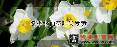 冬季水仙花叶尖发黄