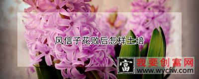 风信子花败后怎样土培