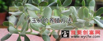 玉树的养殖方法