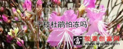 干枝杜鹃怕冻吗