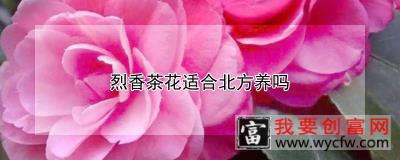 烈香茶花适合北方养吗