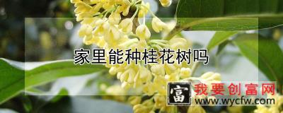 家里能种桂花树吗