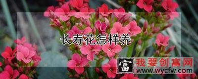 长寿花怎样养