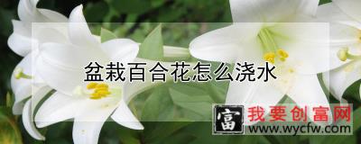 盆栽百合花怎么浇水