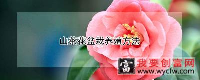 山茶花盆栽养殖方法