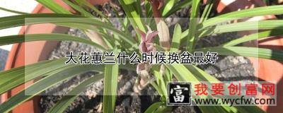 大花蕙兰什么时候换盆最好