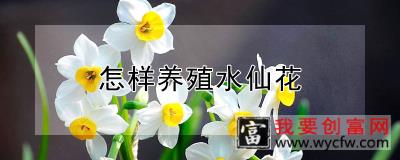 怎样养殖水仙花