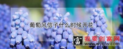 葡萄风信子什么时候开花