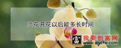 兰花开花以后能多长时间