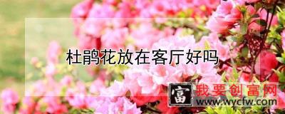 杜鹃花放在客厅好吗