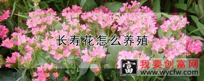 长寿花怎么养殖