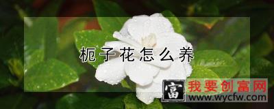 枙子花怎么养