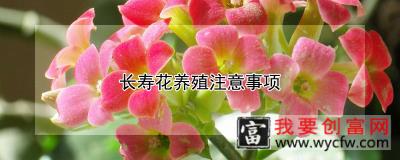 长寿花养殖注意事项