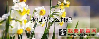 水仙花怎么打理