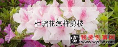 杜鹃花怎样剪枝