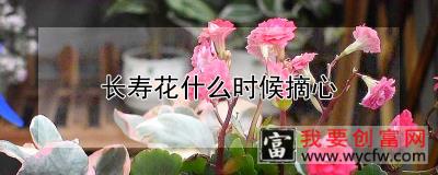 长寿花什么时候摘心