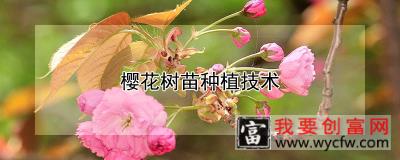 樱花树苗<a href=https://www.wycfw.com/e/tags/?tagid=130 target=_blank class=infotextkey>种植技术</a>