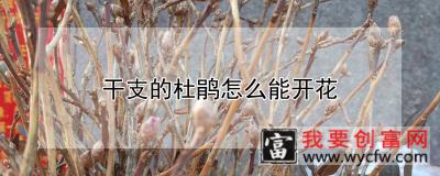 干支的杜鹃怎么能开花